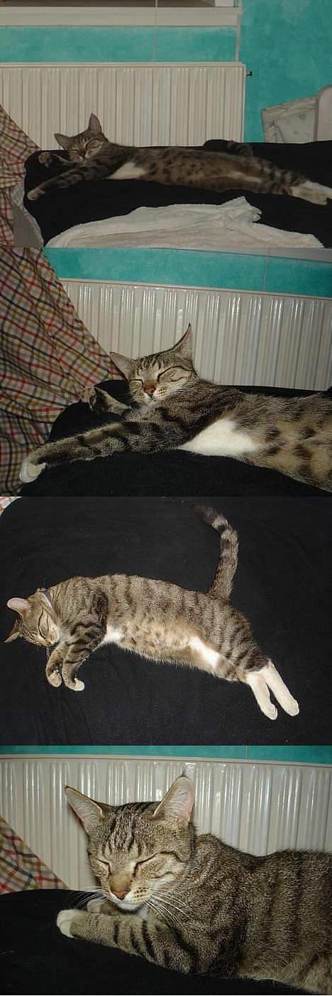 Blanding af racer FiFi billede 17