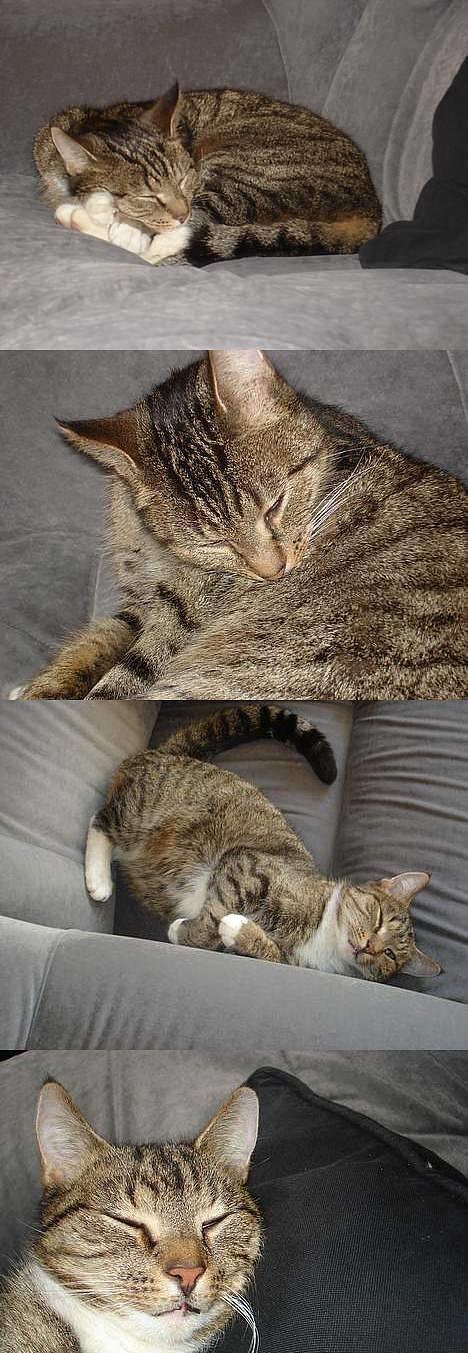 Blanding af racer FiFi - i har måske fået en fornemmelse af hvor glad fifi er for at sove ? :D billede 18