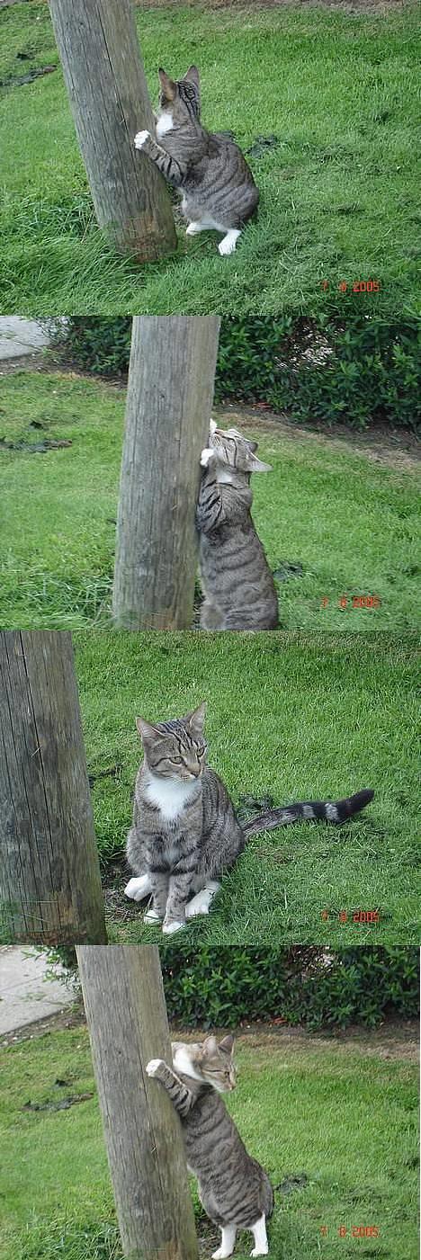 Blanding af racer FiFi - Fifi misser billede 19