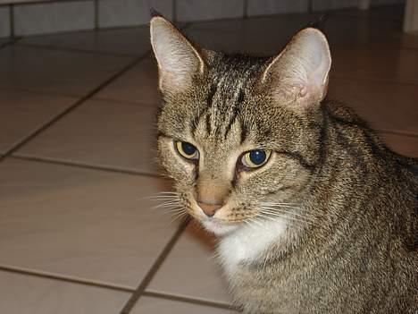 Blanding af racer FiFi billede 20