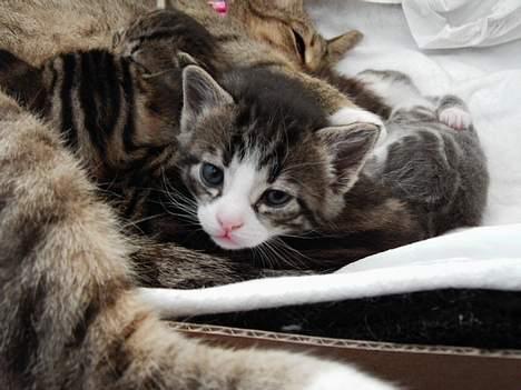 Huskat LUKAS - slapper af med sine søskende billede 4