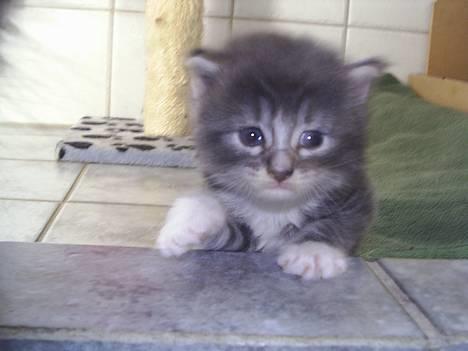 Norsk Skovkat AnnaBell`s perle billede 17