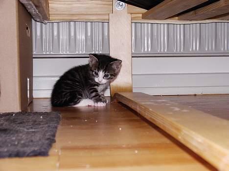 Huskat LUKAS billede 5