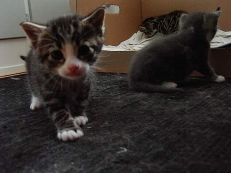 Huskat LUKAS - her vidste jeg bare han skulle være min billede 6