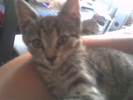 Europé Miss Molly ***R.I.P*** - ...!!! billede 10