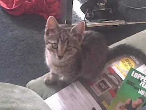 Europé Miss Molly ***R.I.P*** - jeg er sulten nu!! billede 11