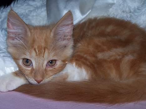 Blanding af racer coco - (10 uger gammel) ok,I er der stadig væk..?? godt så*GG* billede 2