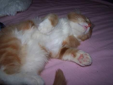 Blanding af racer coco - (10 uger gammel) puhhhh,hvor er det hårdt at være en lille killing*hihi* billede 3