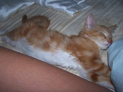 Blanding af racer coco - (12 uger gammel) ahhhhh...det er livet det her,se hvor lang jeg kan blive..!!!;-)) billede 4