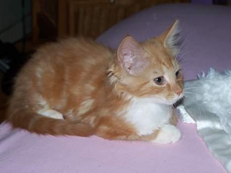 Blanding af racer coco - (12 uger gammel) øhhhh,mon der er nogen jeg kan drille nu jeg er vågen..??*GG* billede 5