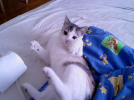 Huskat Mille - Skal vi lege??? billede 9