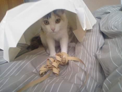 Huskat Mille - Tillykke med fødselsdagen mor. :o) billede 10