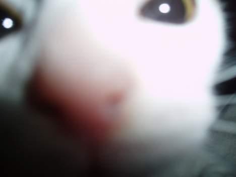 Huskat Mille - ........ billede 11