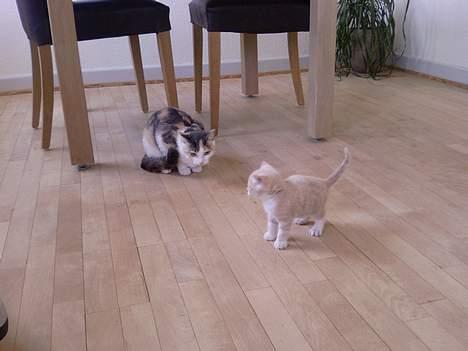 Huskat Mille - -Og hvem er det nu??? billede 13