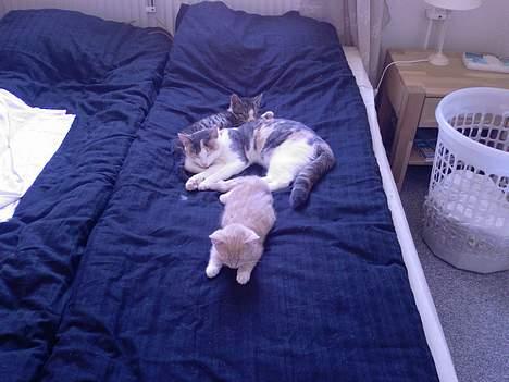 Huskat Mille - Nååå... de er faktisk ret søde, når man lige vænner sig til dem :o) billede 14