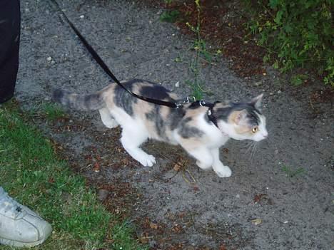 Huskat Mille - Udenfor for aller første gang.. billede 15