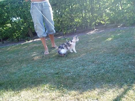 Huskat Mille - Det var hyggeligt. billede 16