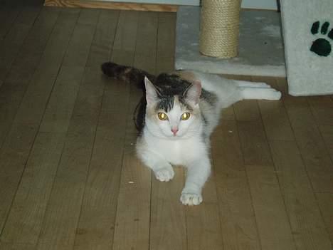 Huskat Mille - Men det var dæleme rart at komme ind igen :o) billede 17