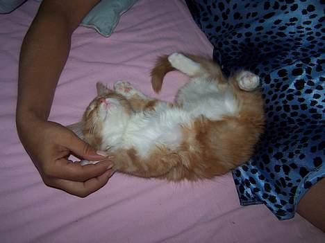 Blanding af racer coco - (12 uger gammel) weeee,der findes ikke noget så dejligt som at morgen råhygge med mor ;-)) billede 6