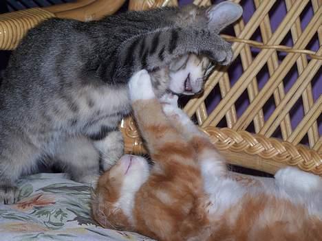 Blanding af racer coco - (14 uger gammel) se,min aller bedstedste lege kammerat maja..*weeee* billede 7