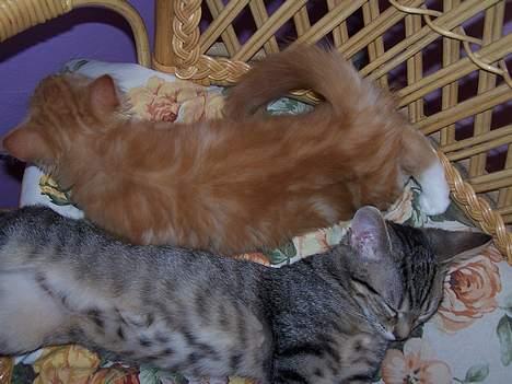 Blanding af racer coco - (14 uger gammel) så er det siesta tid med sin bedste veninde maja efter en hårdt slåskamp*GG* billede 8