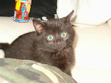 Huskat Simon *savnet* - 9 ½ uge gammel. billede 1