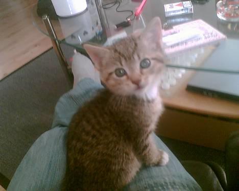 Huskat Pinille - 7 uger gammel. billede 1