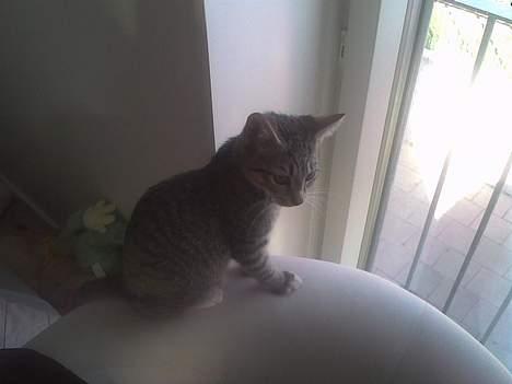 Huskat Pinille billede 2