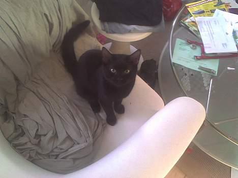 Huskat Simon *savnet* billede 2