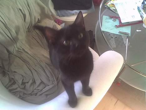 Huskat Simon *savnet* billede 3