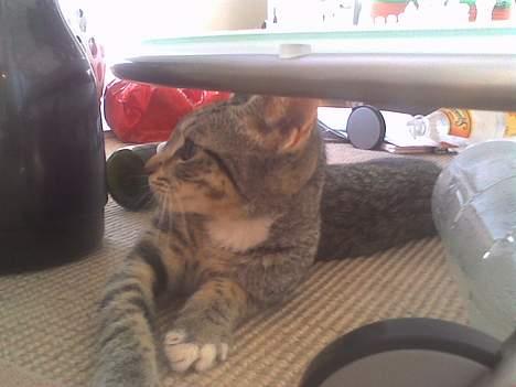 Huskat Pinille - Slapper af under bordet billede 3