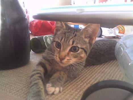 Huskat Pinille - Dejlig afslappet billede 4