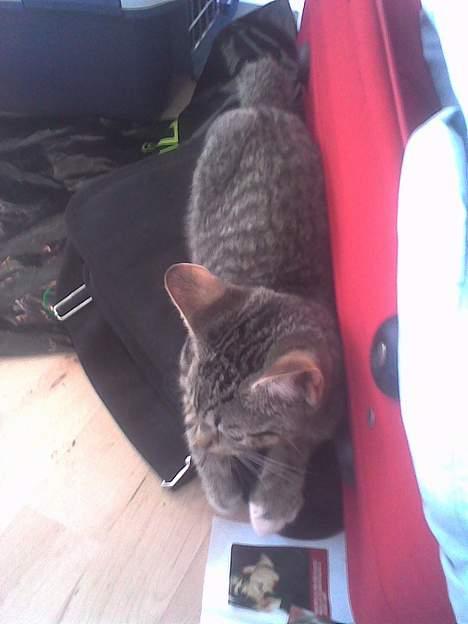 Huskat Pinille - Ja man ligger da bedst oven på alle de tasker man har væltet.. Det er klart c´) billede 5