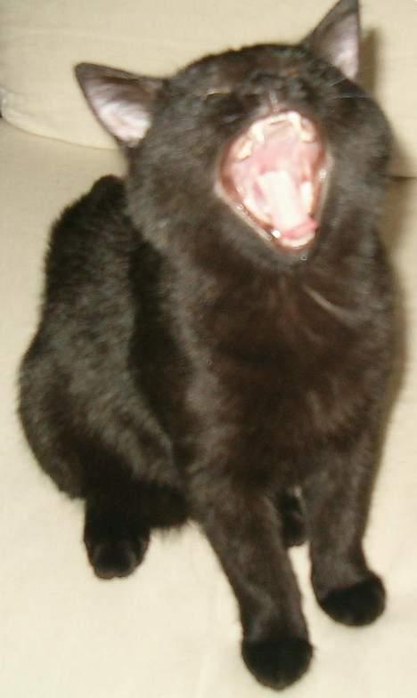 Huskat Simon *savnet* - Fik lige fanget et gab billede 4