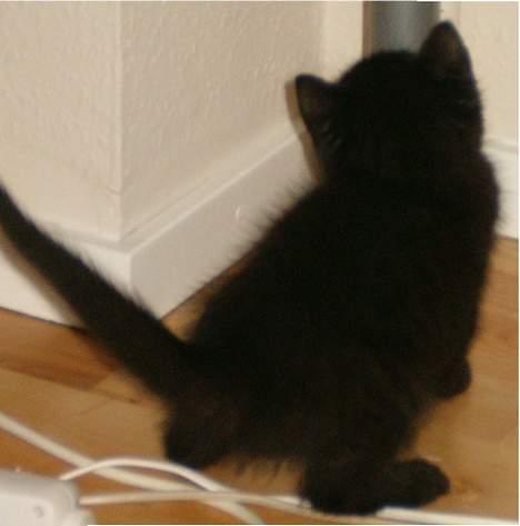 Huskat Simon *savnet* - 9 1/2 uge gammel billede 5