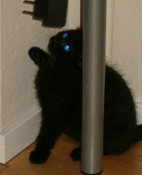 Huskat Simon *savnet* - Også 9 1/2 uge gammel, og meget intereseret i min tlf.oplader billede 6