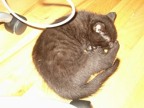 Huskat Simon *savnet* - Man kan jo gå hen og blive træt billede 7