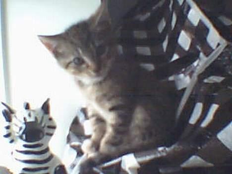 Huskat Pinille - Den lille guldklump er 8 uger gammel billede 6