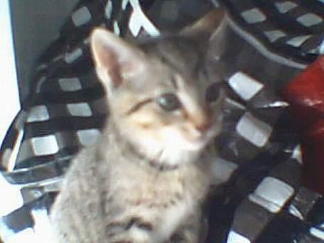 Huskat Pinille - 8 uger billede 7