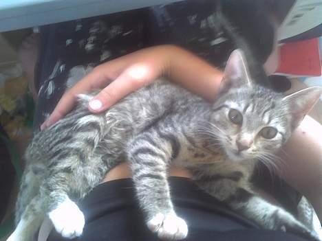 Huskat Pinille - Kær ikke ? billede 8