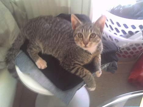 Huskat Pinille - Slapper af på det rene tøj billede 9