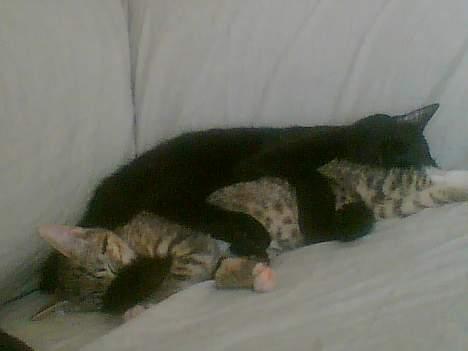 Huskat Pinille - Ej hvor Simon og jeg bare hygger billede 10