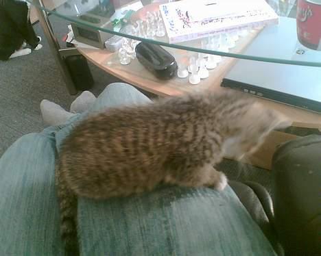 Huskat Pinille - Her er jeg kun 7 uger gammel og det er min moar der anes i baggrunden billede 11