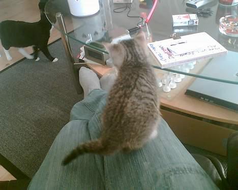 Huskat Pinille - Hey mor ! Se lige mig ! billede 12