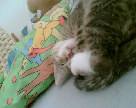 Huskat Pinille - Langt væk i drømmeland billede 13