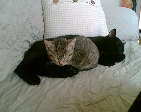 Huskat Simon *savnet* - Pinille og jeg får os lige en lur billede 9