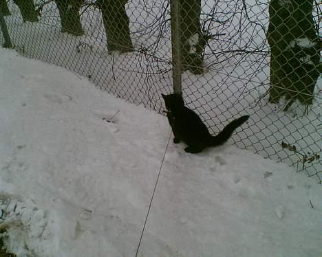 Huskat Simon *savnet* - Det er noget koldt om poterne ! billede 10