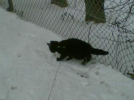 Huskat Simon *savnet* - Hvad er det for noget jeg render rundt i ? billede 11