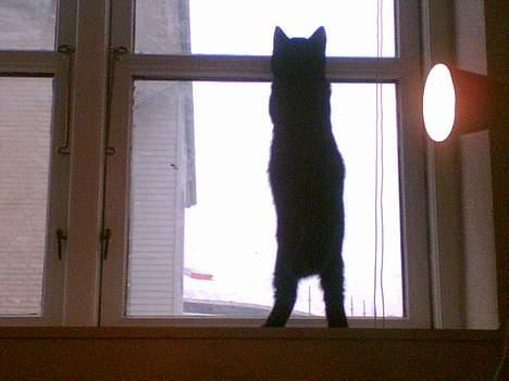 Huskat Simon *savnet* - Hvad er det der sker udenfor ? billede 12