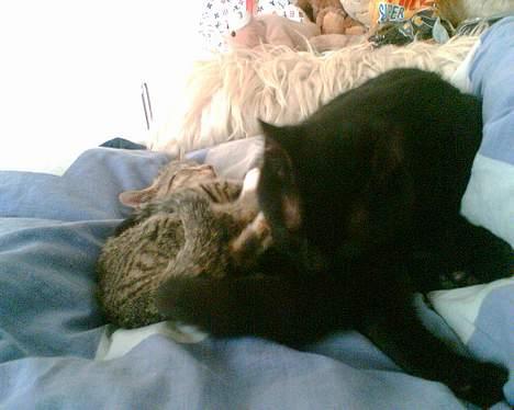 Huskat Simon *savnet* - Vi har det altså hyggeligt billede 13